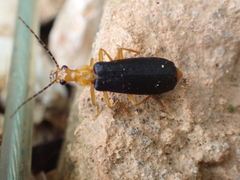 Podabrus fayi