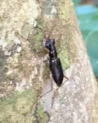 Physodeutera
