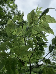 Pachypsylla celtidismamma
