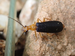 Podabrus fayi