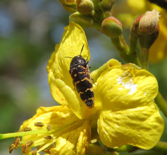Acmaeodera bucki
