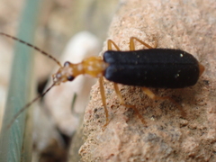 Podabrus fayi