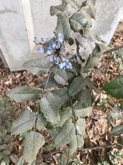 Berberis