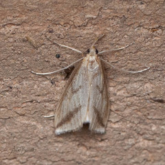 Donacaula longirostrallus