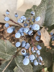 Berberis