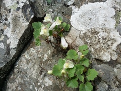 Asarina procumbens