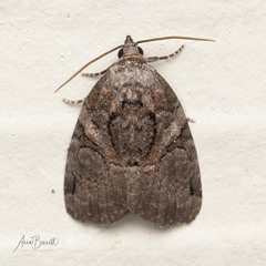 Pseudeustrotia indeterminata