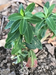 Magnoliopsida