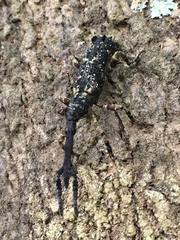 Pholidochlamys