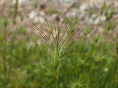 Aegilops neglecta