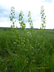 Thlaspi arvense