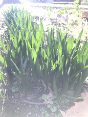 Angiospermae