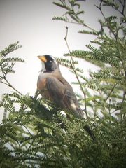 Saltatricula multicolor