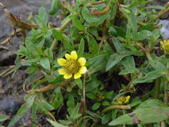 Bidens cernua