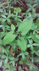 Endodeca serpentaria