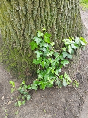 Hedera helix