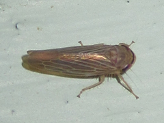 Chlorotettix necopinus