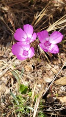 Clarkia lewisii