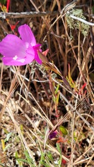 Clarkia lewisii