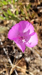Clarkia lewisii
