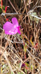 Clarkia lewisii