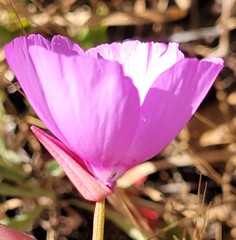 Clarkia lewisii