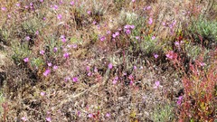 Clarkia lewisii