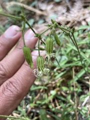 Silene lemmonii