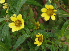 Bidens cernua