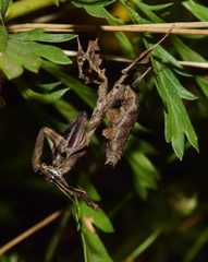 Phyllocrania