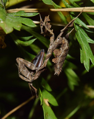 Phyllocrania