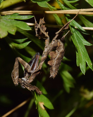 Phyllocrania