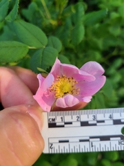 Rosa pisocarpa