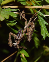 Phyllocrania
