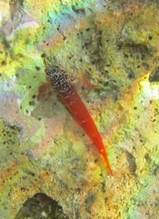 Tripterygion melanurus