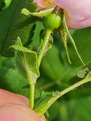 Rosa pisocarpa