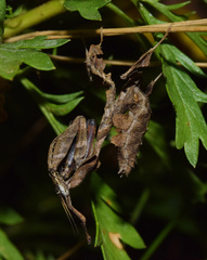 Phyllocrania