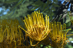 Grevillea robusta