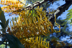 Grevillea robusta