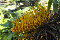 Grevillea robusta