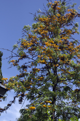 Grevillea robusta