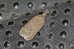 Dichomeris ventrellus