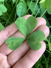 Oxalis stricta