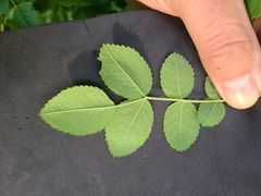 Rosa pisocarpa