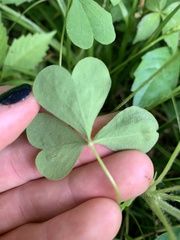 Oxalis stricta