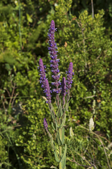 Nepeta tuberosa