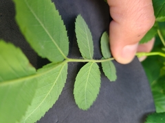 Rosa pisocarpa