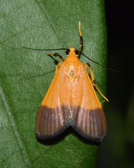 Ulopeza conigeralis