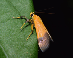 Ulopeza conigeralis