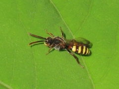 Nomada leucophthalma